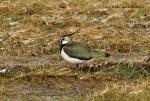 Lapwing (Vanellus vanellus)