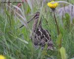 Common Snipe (Gallinago gallinago)