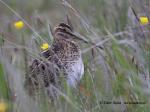 Common Snipe (Gallinago gallinago)