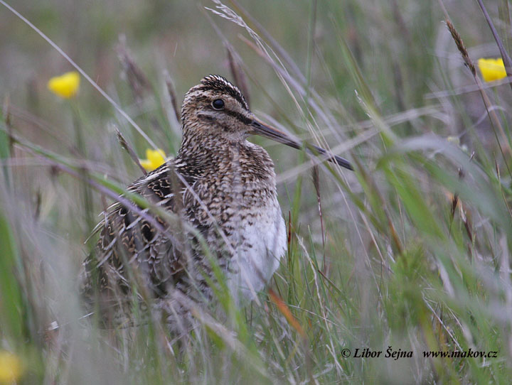 Common Snipe (Gallinago gallinago)