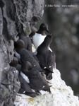 Guillemot (Uria aalge)