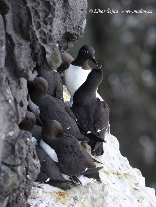 Guillemot (Uria aalge)