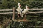 Biodiversity protection (Biodiversity protection)