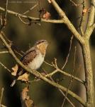 Wryneck (Jynx torquilla)