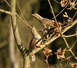 Wryneck (Jynx torquilla)