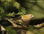 Goldcrest (Regulus regulus)