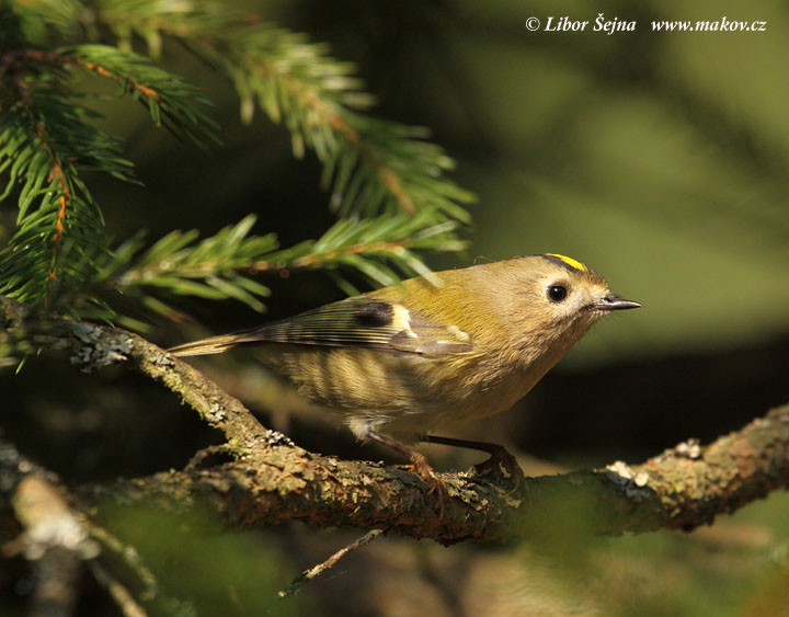 Goldcrest (Regulus regulus)