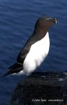 Razorbill (Alca torda)