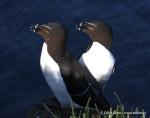 Razorbill (Alca torda)