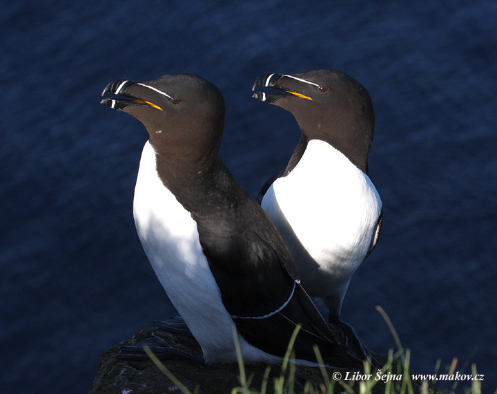 Razorbill (Alca torda)