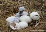 Biodiversity protection (Biodiversity protection)