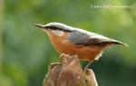 Nuthatch (Sitta europaea)