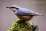 Nuthatch (Sitta europaea)