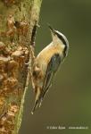 Nuthatch (Sitta europaea)