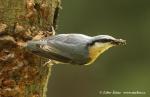 Nuthatch (Sitta europaea)