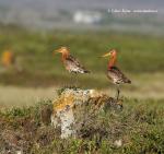 Black-tailed Godwit (Limosa limosa)