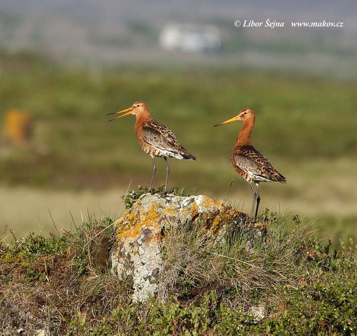 Black-tailed Godwit (Limosa limosa)