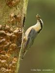 Nuthatch (Sitta europaea)