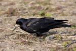Rook (Corvus frugilegus)