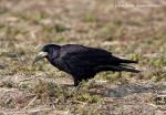 Rook (Corvus frugilegus)