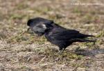 Rook (Corvus frugilegus)