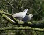 Collared Turtle-dove (Streptopelia dacaocto)