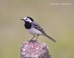 White Wagtail (Motacilla alba)