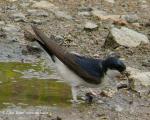 House Martin (Delichon urbica)