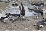 House Martin (Delichon urbica)