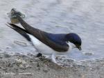 House Martin (Delichon urbica)