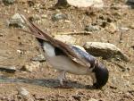 House Martin (Delichon urbica)