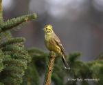 Yellowhammer (Emberiza citrinella)