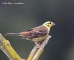 Yellowhammer (Emberiza citrinella)