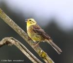 Yellowhammer (Emberiza citrinella)
