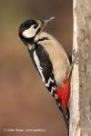 Greater Spotted Woodpecker (Dendrocopos major)