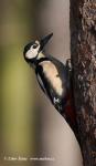 Greater Spotted Woodpecker (Dendrocopos major)