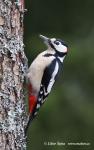 Greater Spotted Woodpecker (Dendrocopos major)