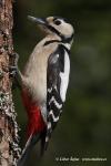 Greater Spotted Woodpecker (Dendrocopos major)