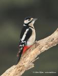 Greater Spotted Woodpecker (Dendrocopos major)
