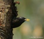 Starling (Sturnus vulgaris)