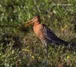 Black-tailed Godwit (Limosa limosa)