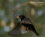 Starling (Sturnus vulgaris)