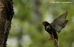 Starling (Sturnus vulgaris)