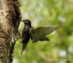 Starling (Sturnus vulgaris)