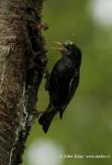 Starling (Sturnus vulgaris)
