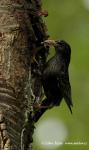 Starling (Sturnus vulgaris)