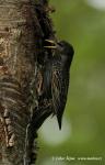 Starling (Sturnus vulgaris)