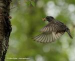 Starling (Sturnus vulgaris)