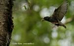 Starling (Sturnus vulgaris)