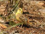 Yellowhammer (Emberiza citrinella)